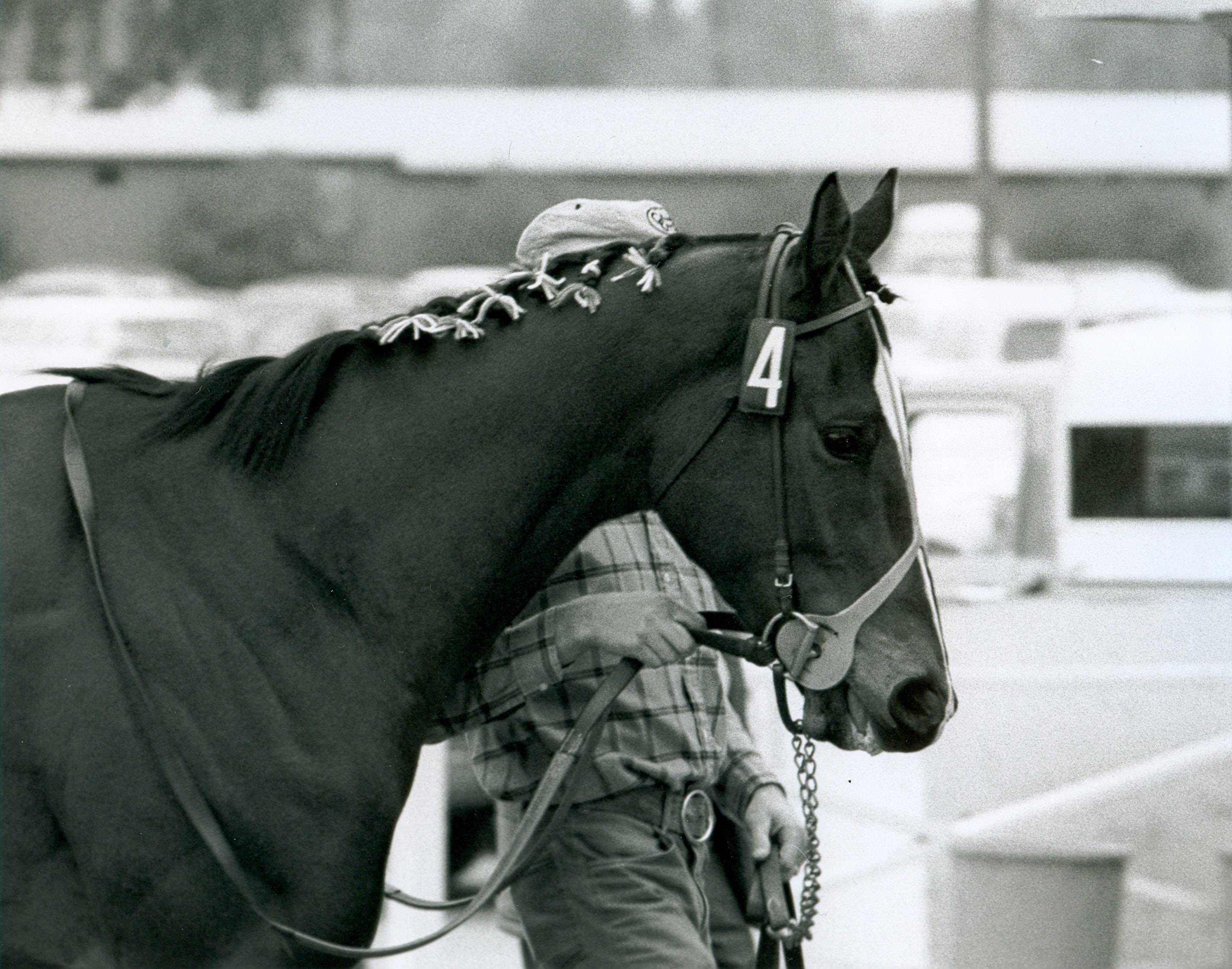 Ancient Title, winner of numerous stakes races and second in the San Felipe Handicap at Santa Anita Park. ©Copyright Bill Mochon Photography.