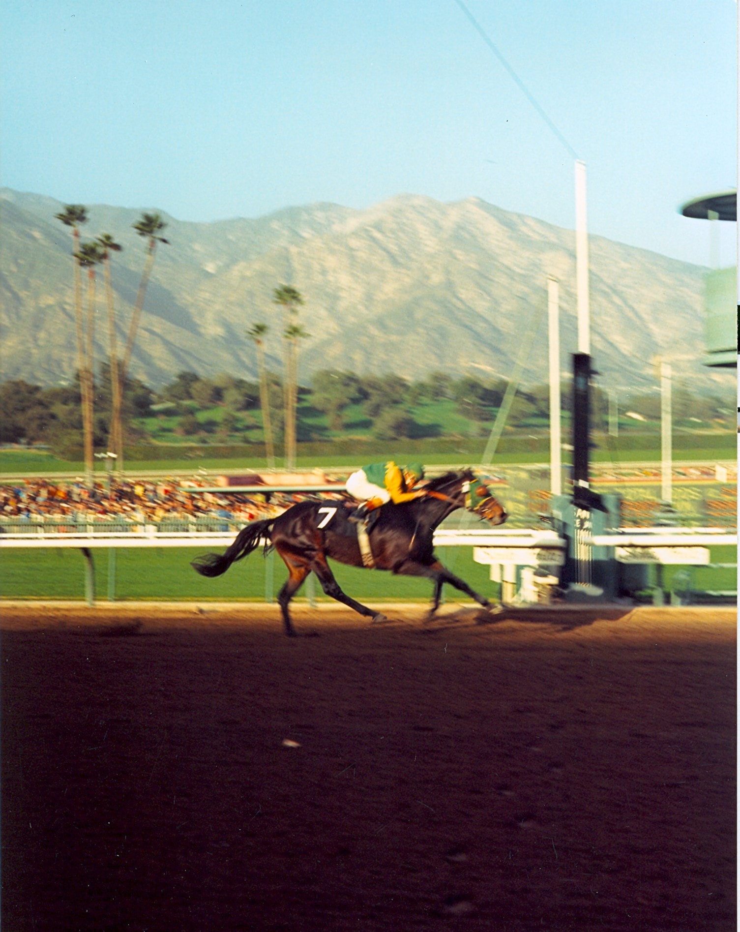 Sham's victorious 15 length triumph at the finish line, Santa Anita Park, January 1, 1973. © George Andrus, photographer.