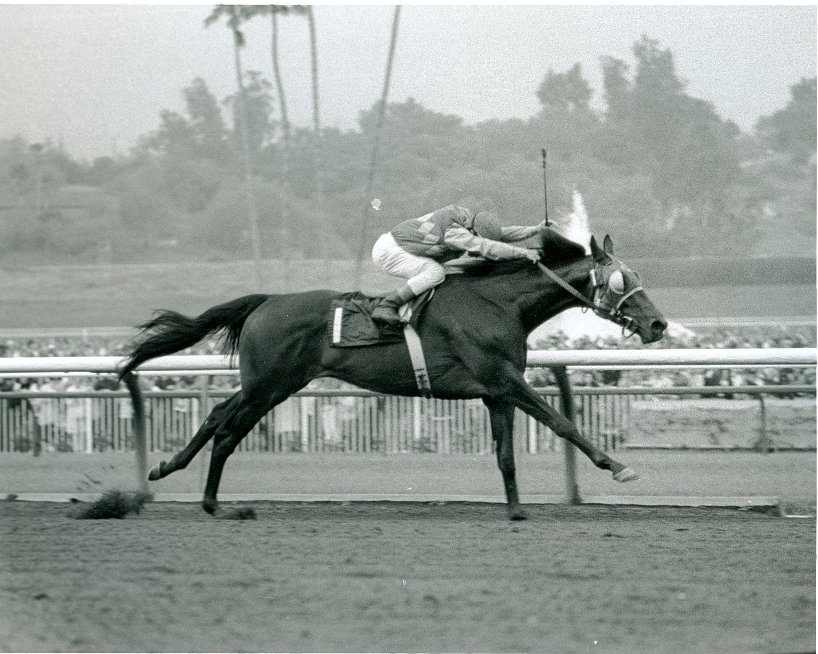 Sham's famous March 31, 1973 Santa Anita Derby victory — at the wire. In a burning drive he won by 2½ lengths and equaled the stakes record of 1:47. ©Copyright Bill Mochon Photography.
